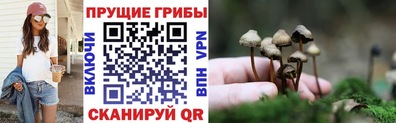 Галлюциногенные грибы Psilocybe  KRAKEN рабочий сайт  Приморско-Ахтарск 