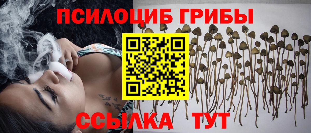 Псилоцибиновые грибы мицелий Приморско-Ахтарск